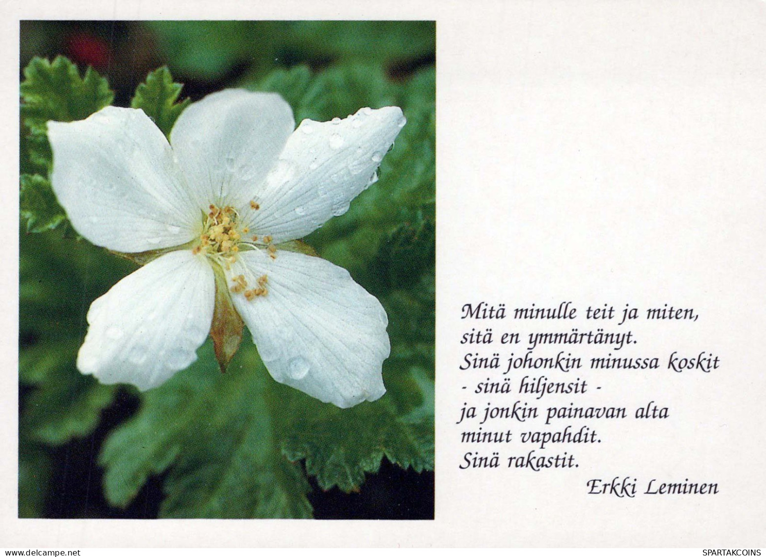FLORES Vintage Tarjeta Postal CPSM #PBZ680.ES - Flowers