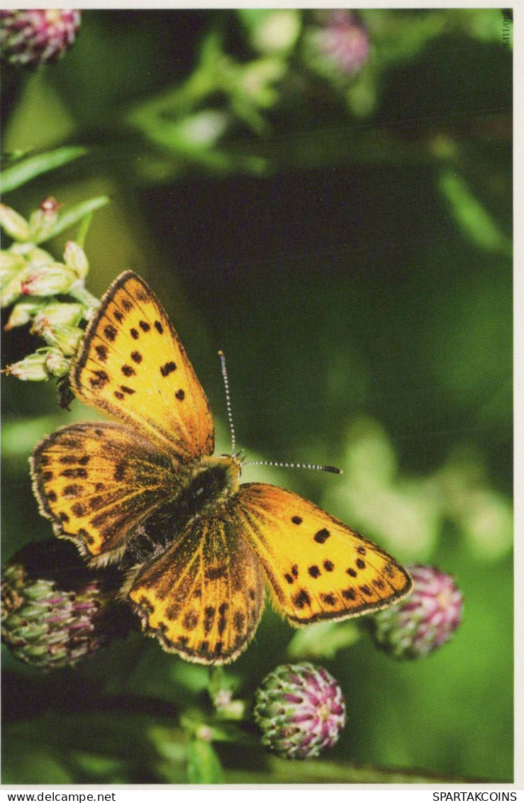MARIPOSAS Animales Vintage Tarjeta Postal CPSM #PBS468.ES - Butterflies