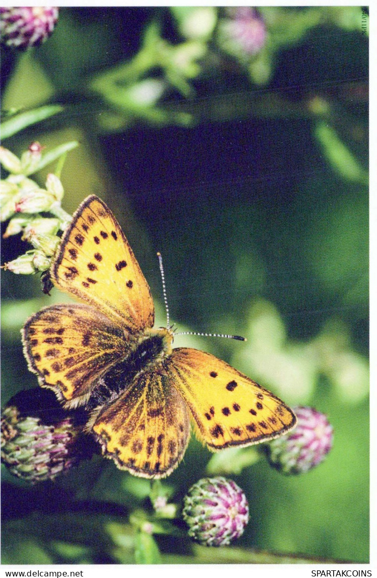 MARIPOSAS Animales Vintage Tarjeta Postal CPSM #PBS468.ES - Butterflies