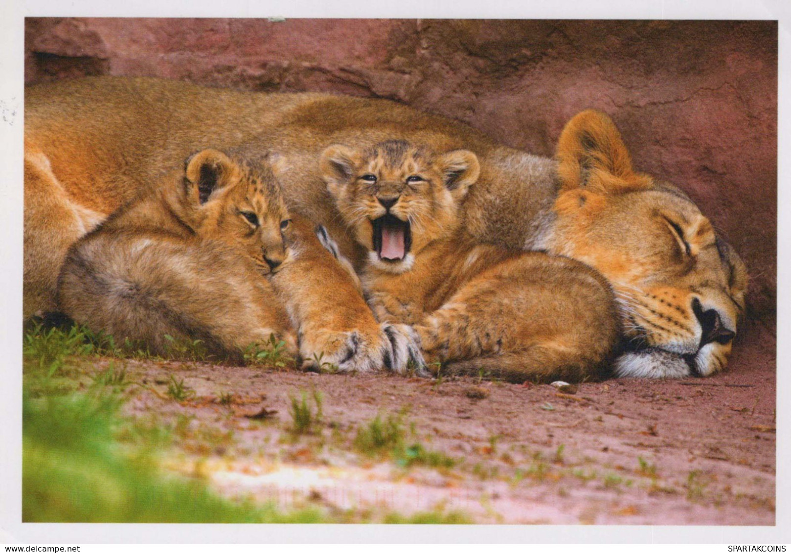LEÓN Animales Vintage Tarjeta Postal CPSM #PBS029.ES - Lions