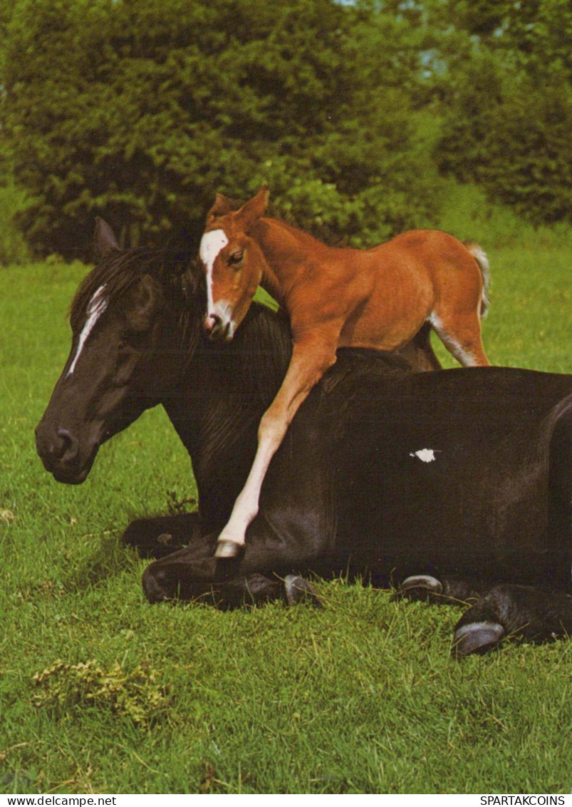 CABALLO Animales Vintage Tarjeta Postal CPSM #PBR955.ES - Pferde