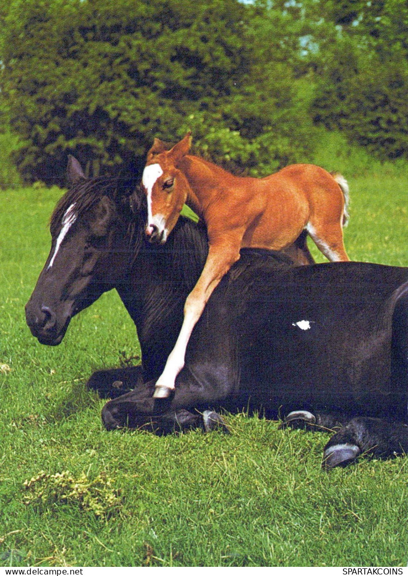 CABALLO Animales Vintage Tarjeta Postal CPSM #PBR955.ES - Horses