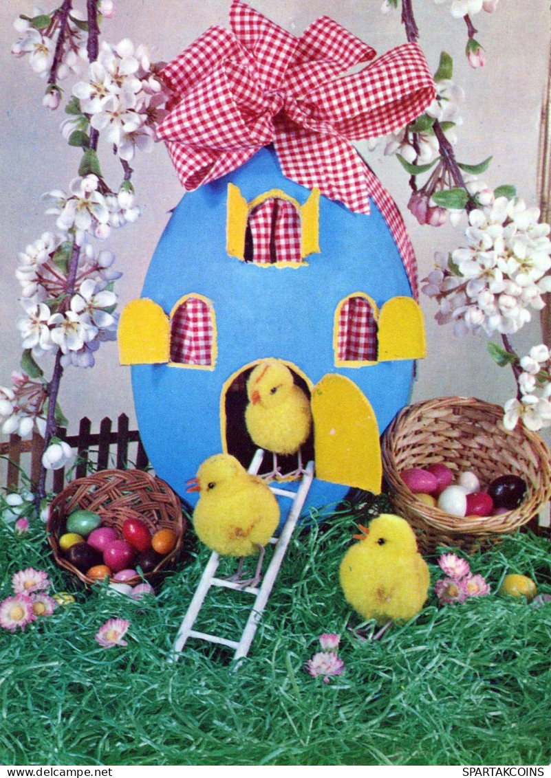 PASCUA POLLO HUEVO Vintage Tarjeta Postal CPSM #PBO604.ES - Easter