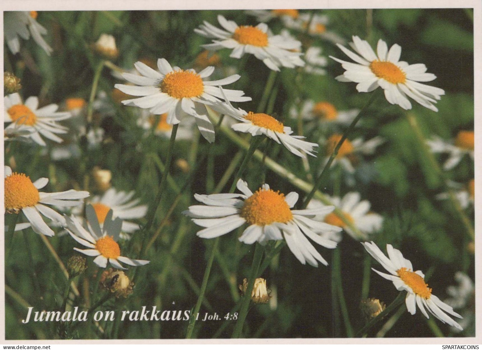 FLOWERS Vintage Postcard CPSM #PAS512.GB - Blumen