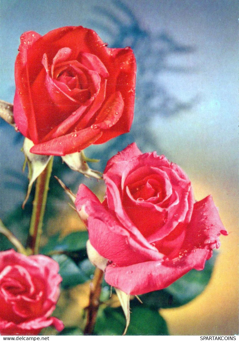 FLOWERS Vintage Postcard CPSM #PAR971.GB - Blumen