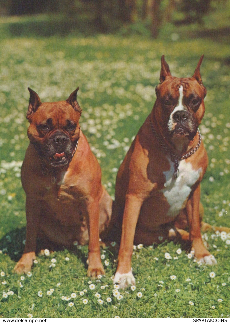 DOG Animals Vintage Postcard CPSM #PAN746.GB - Dogs