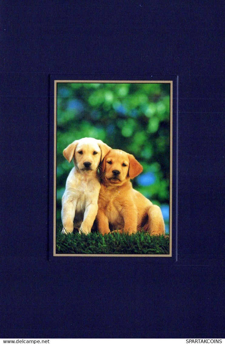 DOG Animals Vintage Postcard CPSM #PAN613.GB - Dogs