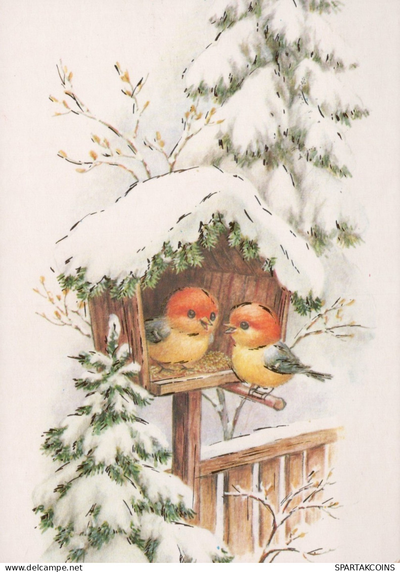 BIRD Animals Vintage Postcard CPSM #PAM988.GB - Uccelli