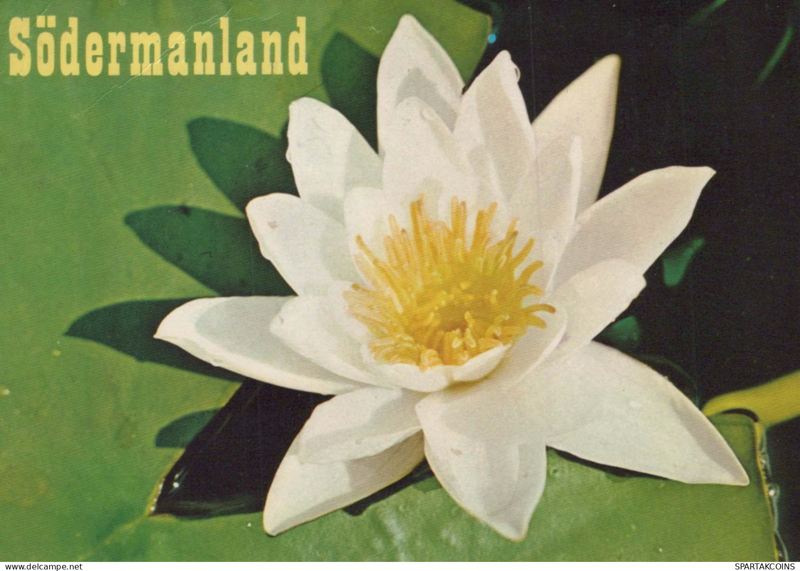 FLOWERS Vintage Postcard CPSM #PAR250.GB - Fleurs