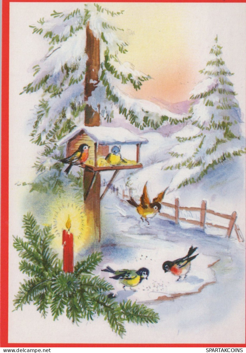 BIRD Animals Vintage Postcard CPSM #PAM801.GB - Vogels