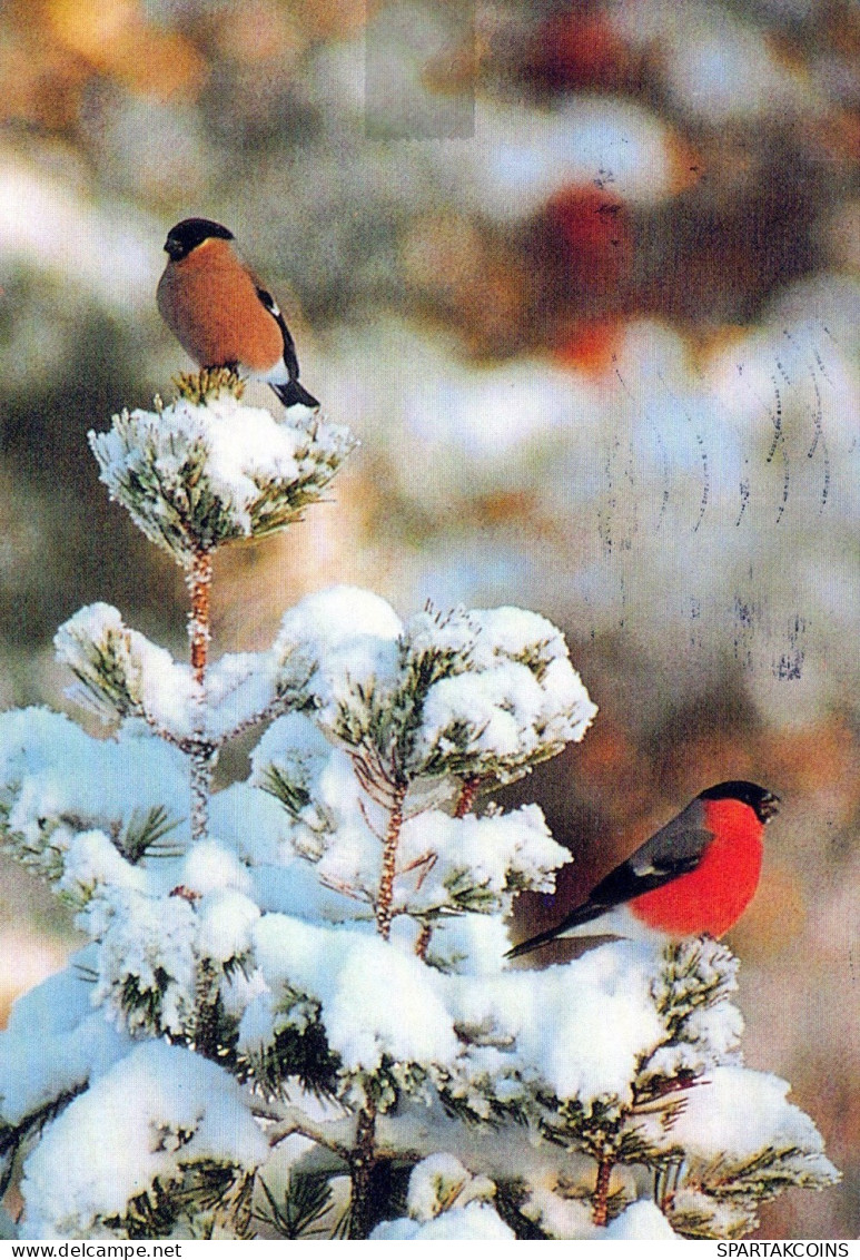 BIRD Animals Vintage Postcard CPSM #PAM740.GB - Oiseaux