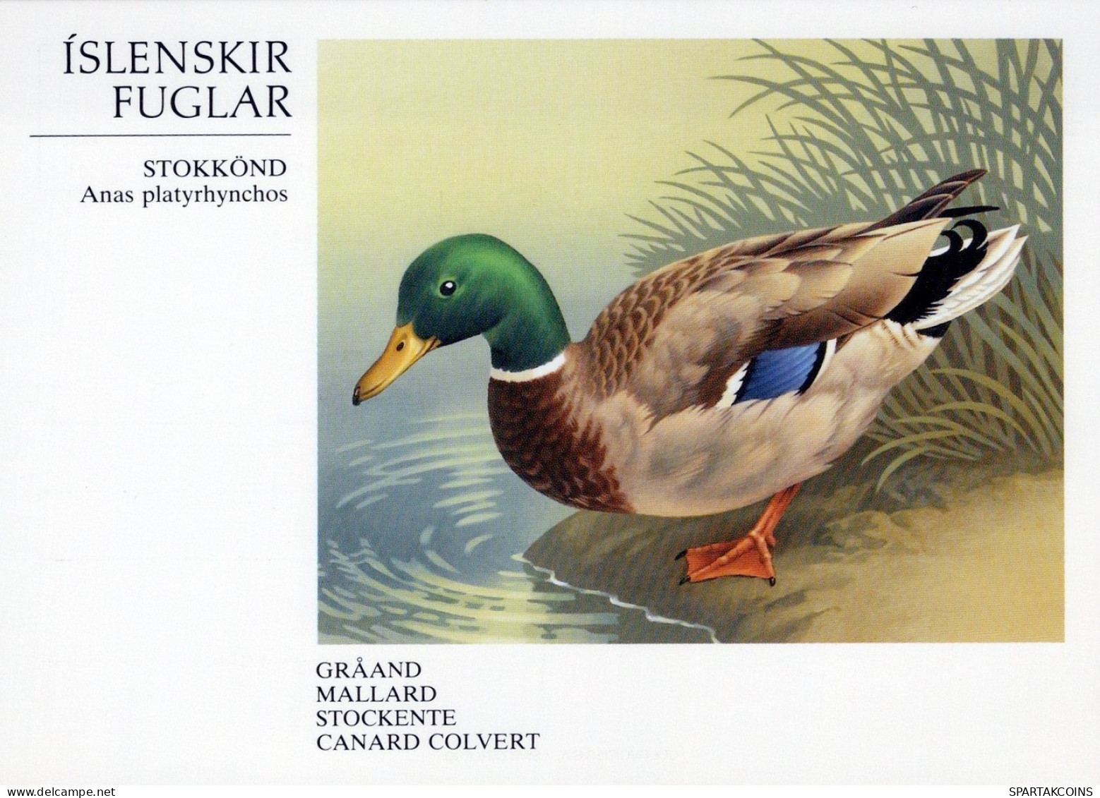 BIRD Animals Vintage Postcard CPSM #PAN110.GB - Oiseaux