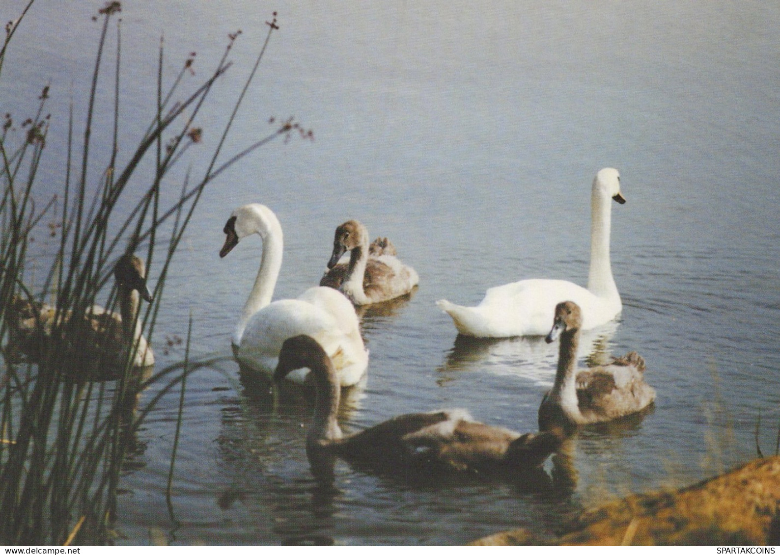 BIRD Animals Vintage Postcard CPSM #PAN294.GB - Oiseaux