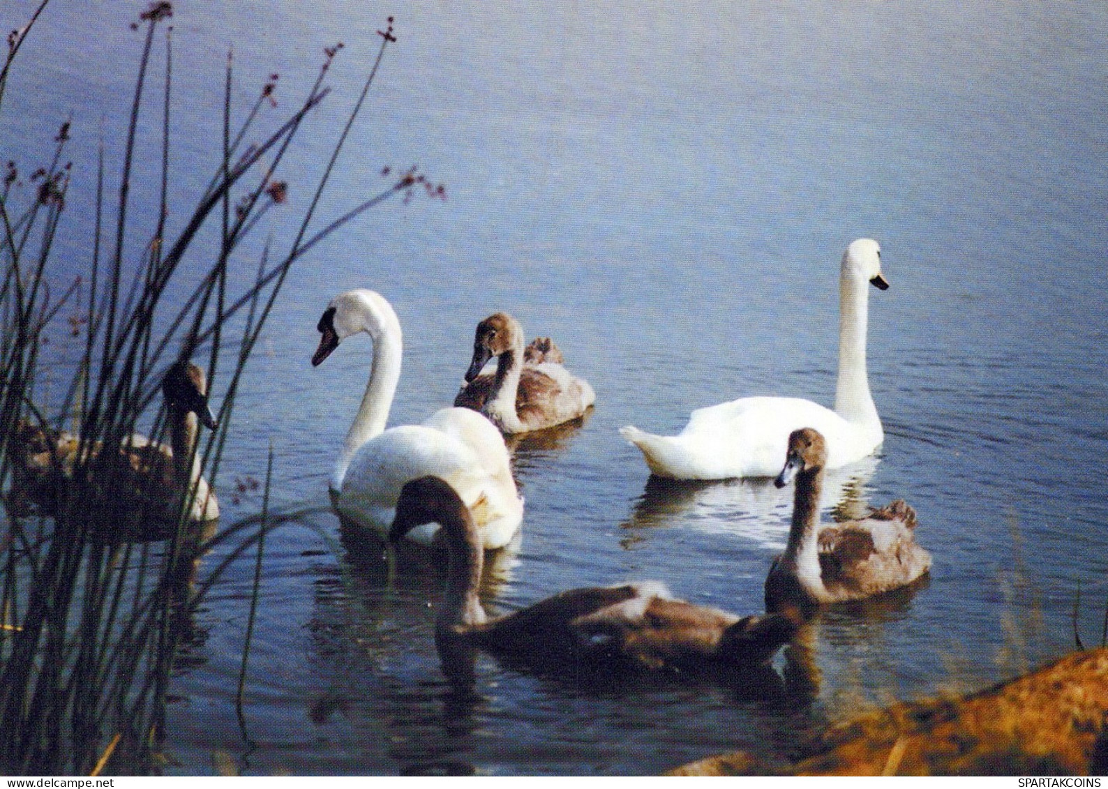 BIRD Animals Vintage Postcard CPSM #PAN294.GB - Uccelli