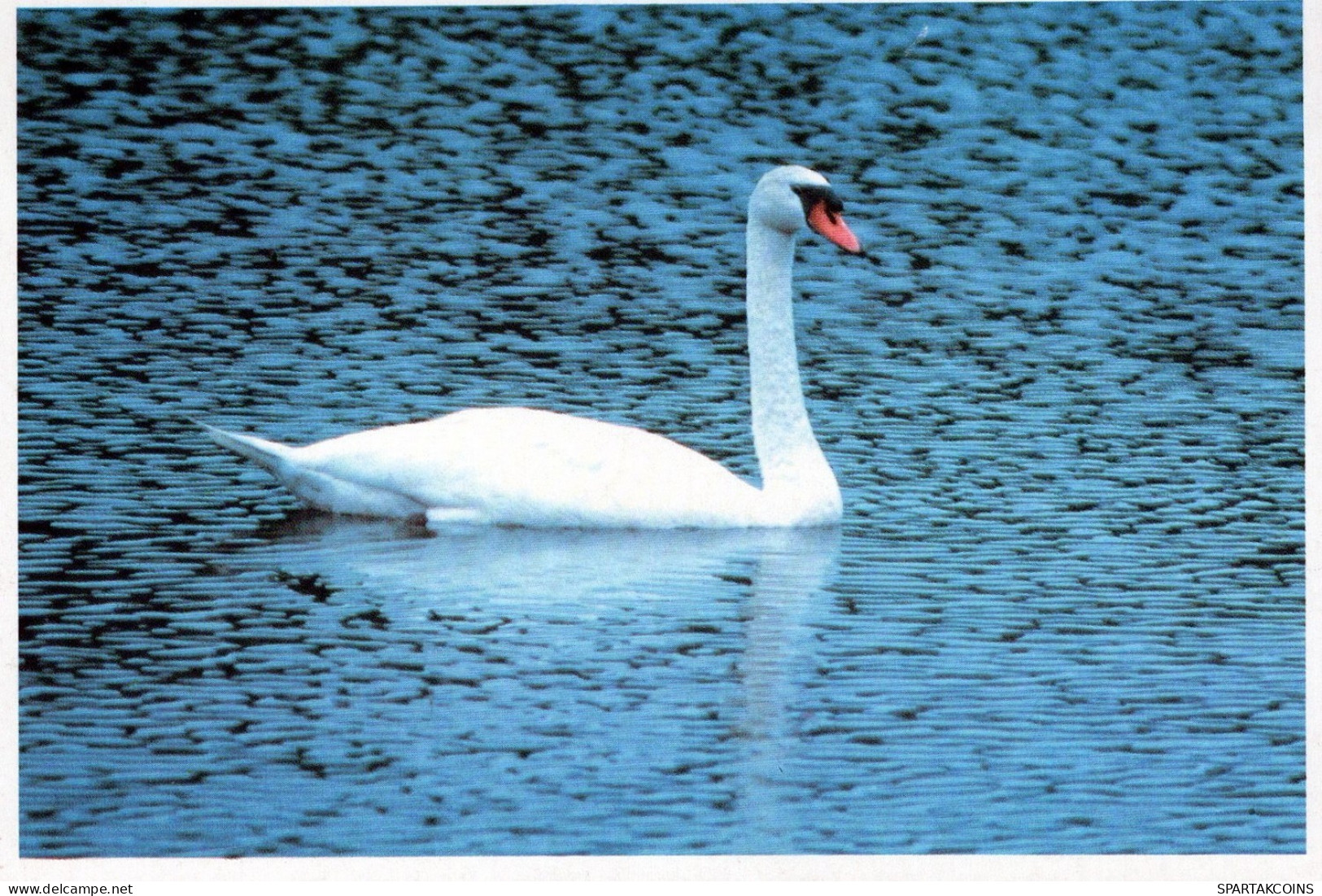 BIRD Animals Vintage Postcard CPSM #PAM675.GB - Vogels