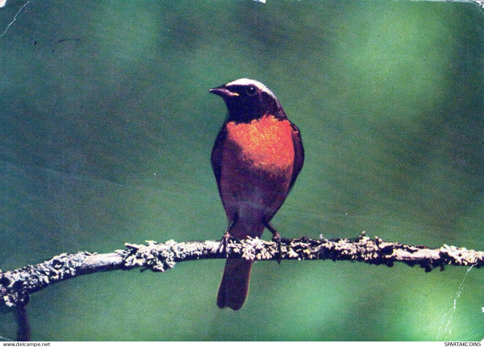 BIRD Animals Vintage Postcard CPSM #PAN234.GB - Uccelli