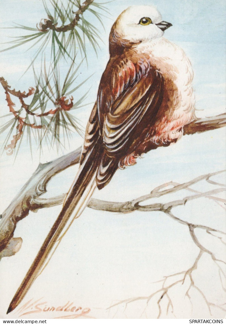 BIRD Animals Vintage Postcard CPSM #PAN171.GB - Oiseaux