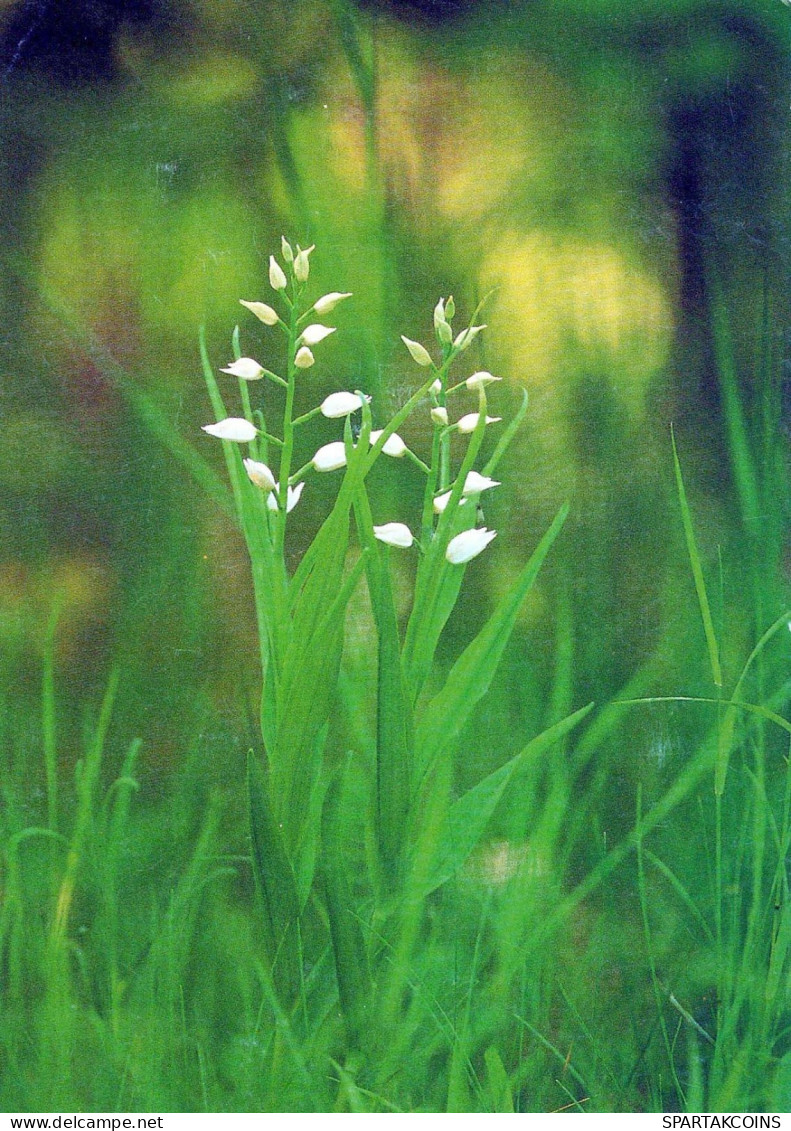 FLEURS Vintage Carte Postale CPSM #PBZ081.FR - Fleurs