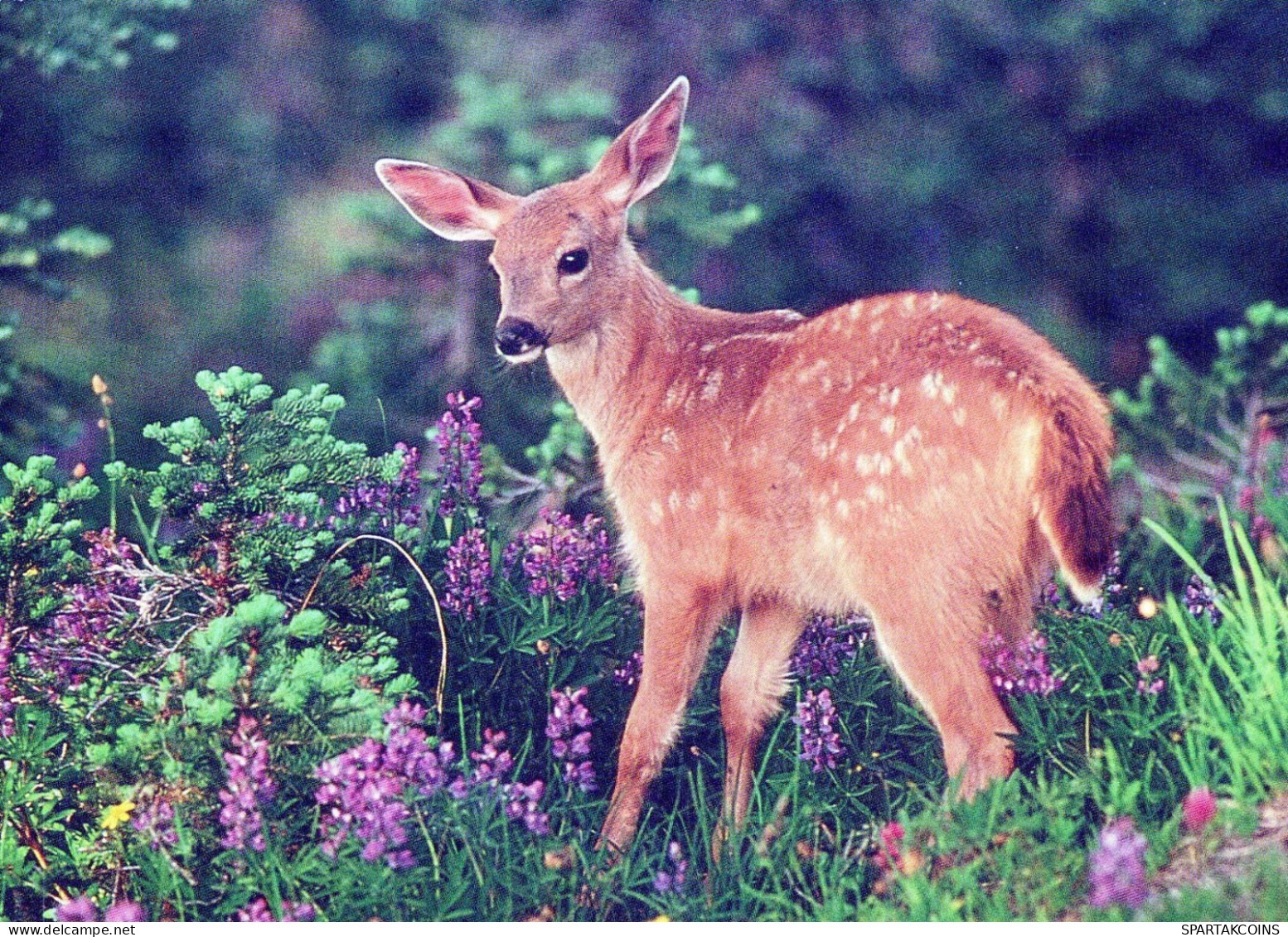 CERF Animaux Vintage Carte Postale CPSM #PBS530.FR - Sonstige & Ohne Zuordnung