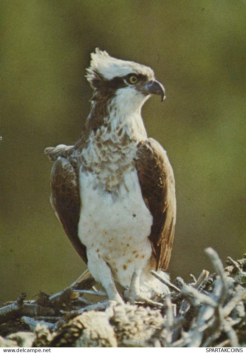 OISEAU Animaux Vintage Carte Postale CPSM #PBR490.FR - Oiseaux