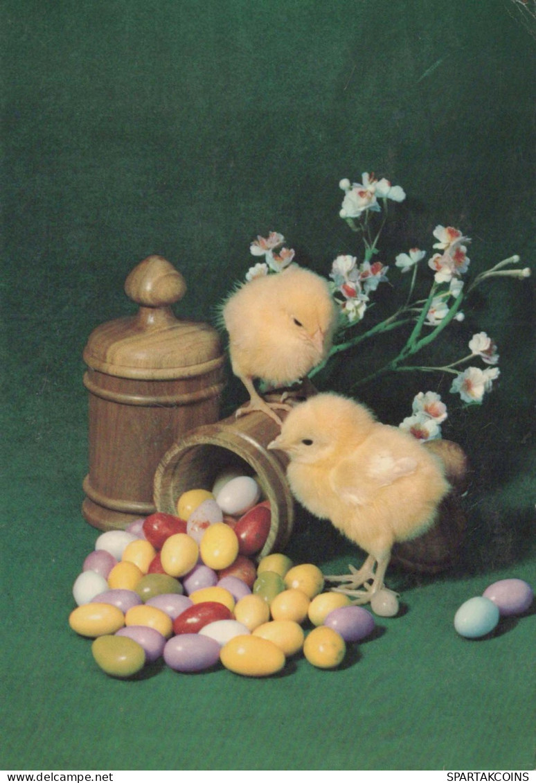 PÂQUES POULET ŒUF Vintage Carte Postale CPSM #PBO729.FR - Easter