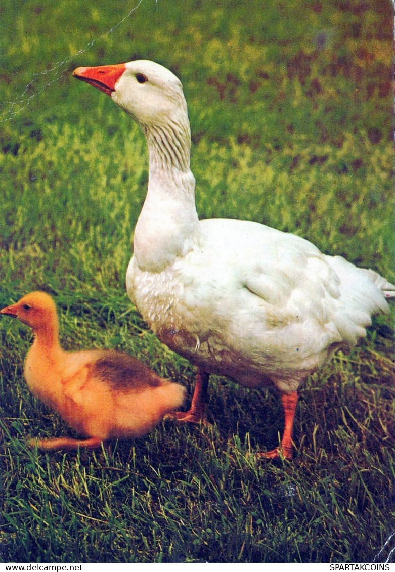 UCCELLO Animale Vintage Cartolina CPSM #PAN298.IT - Oiseaux