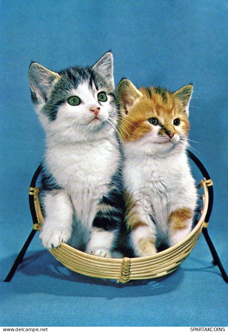 GATTO KITTY Animale Vintage Cartolina CPSM #PAM616.IT - Chats