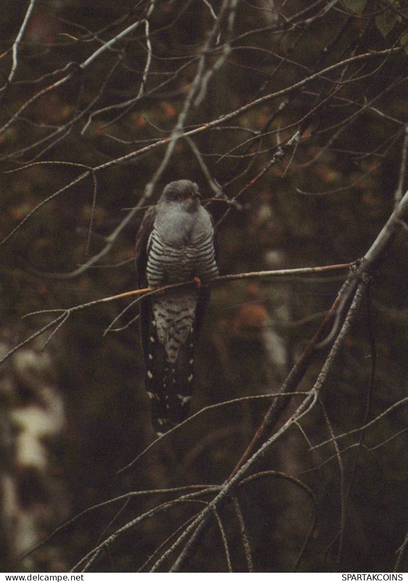 UCCELLO Animale Vintage Cartolina CPSM #PAN238.IT - Oiseaux