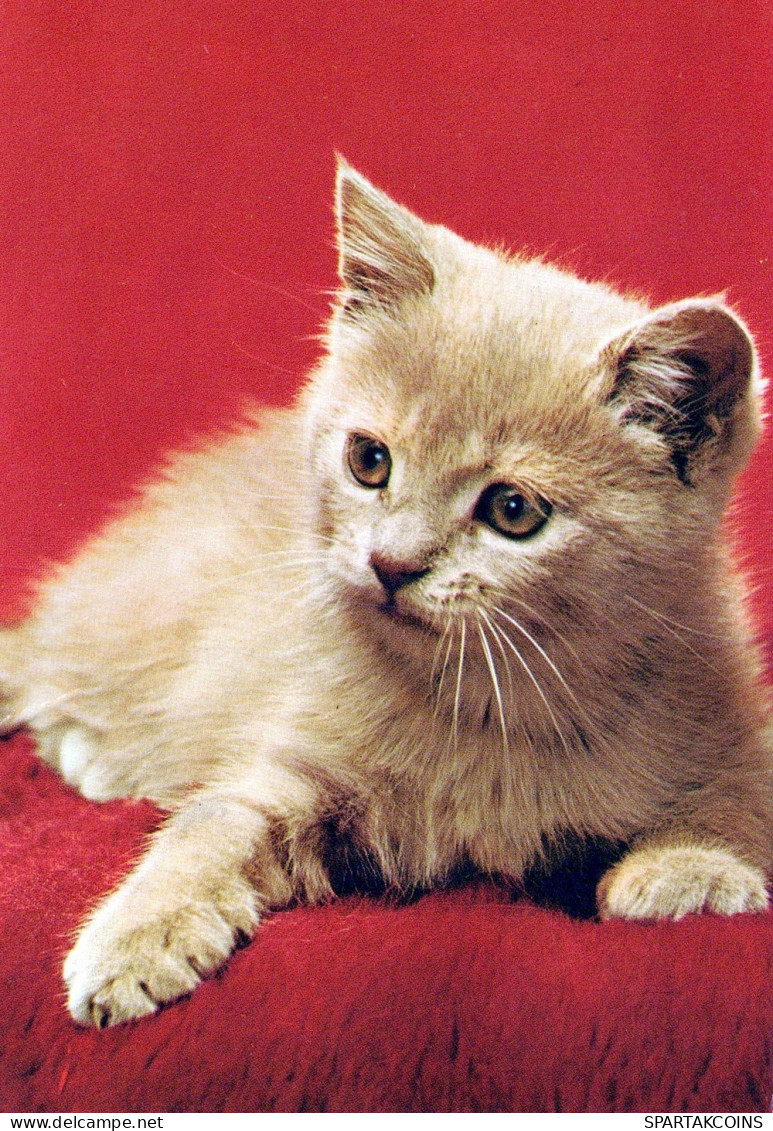 GATTO KITTY Animale Vintage Cartolina CPSM #PAM489.IT - Cats