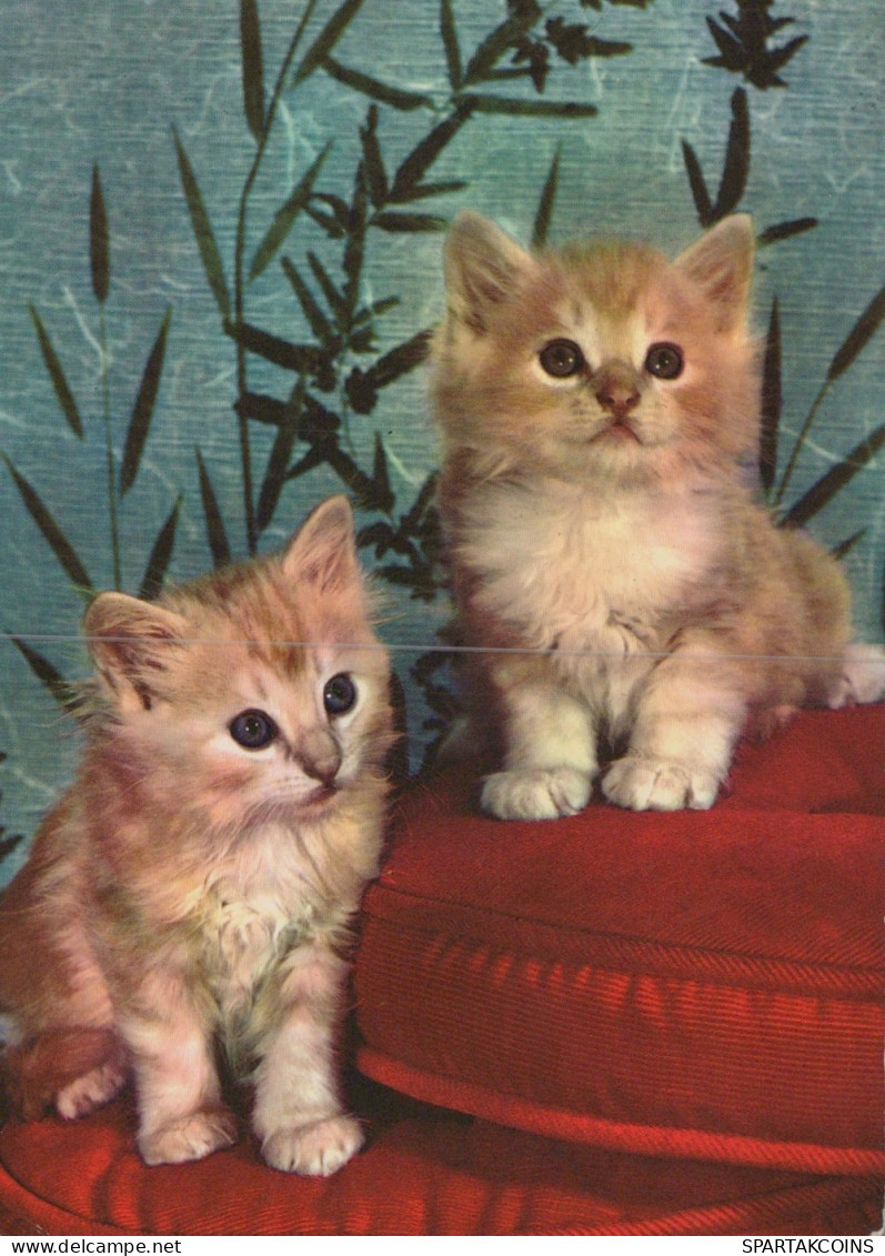 GATTO KITTY Animale Vintage Cartolina CPSM #PAM298.IT - Cats