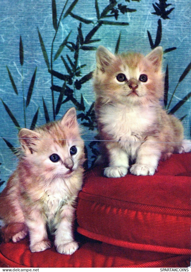 GATTO KITTY Animale Vintage Cartolina CPSM #PAM298.IT - Chats