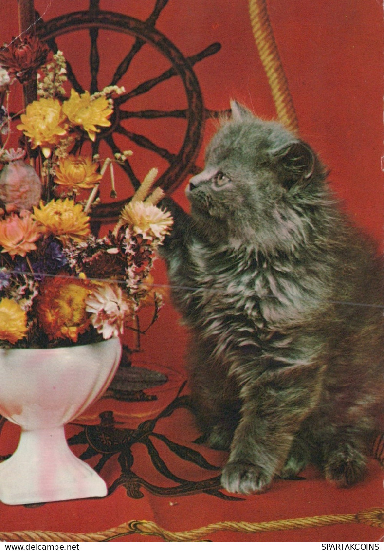 GATTO KITTY Animale Vintage Cartolina CPSM #PAM114.IT - Chats