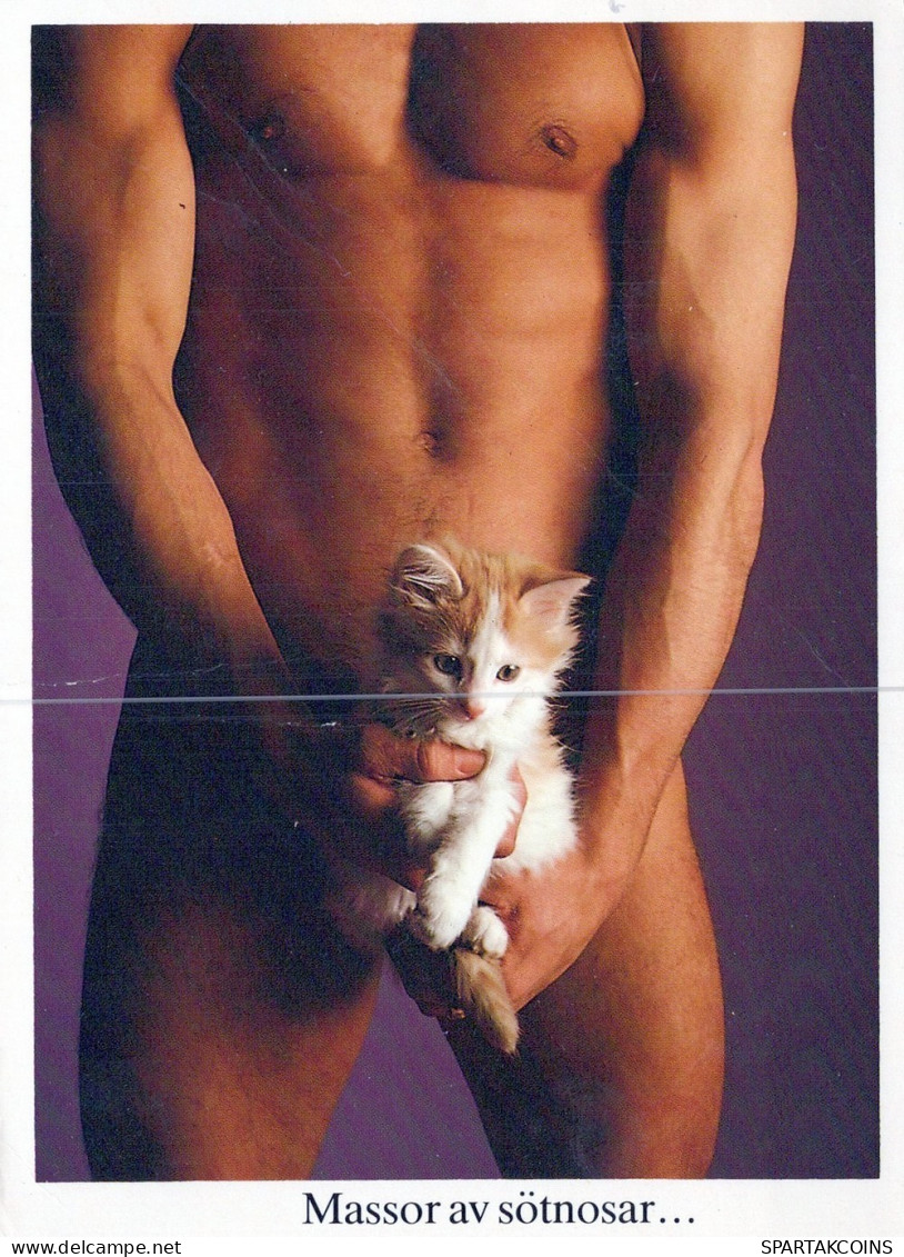 GATTO KITTY Animale Vintage Cartolina CPSM #PAM176.IT - Cats