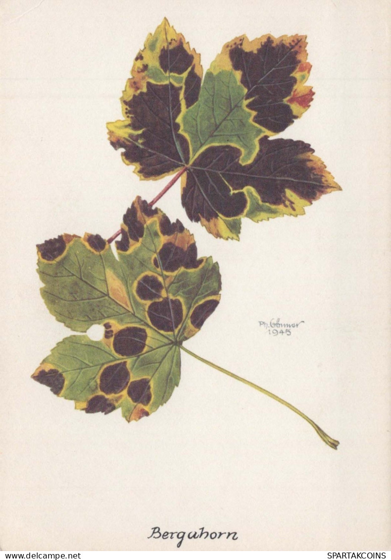 FLOWERS Vintage Postcard CPSM #PBZ619.GB - Bloemen