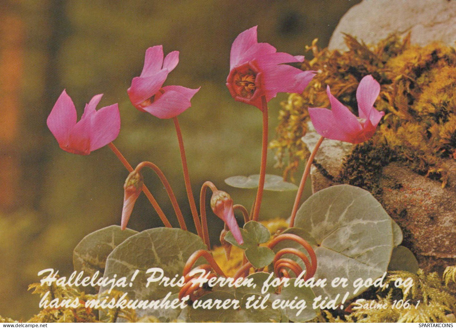 FLOWERS Vintage Postcard CPSM #PBZ018.GB - Fleurs