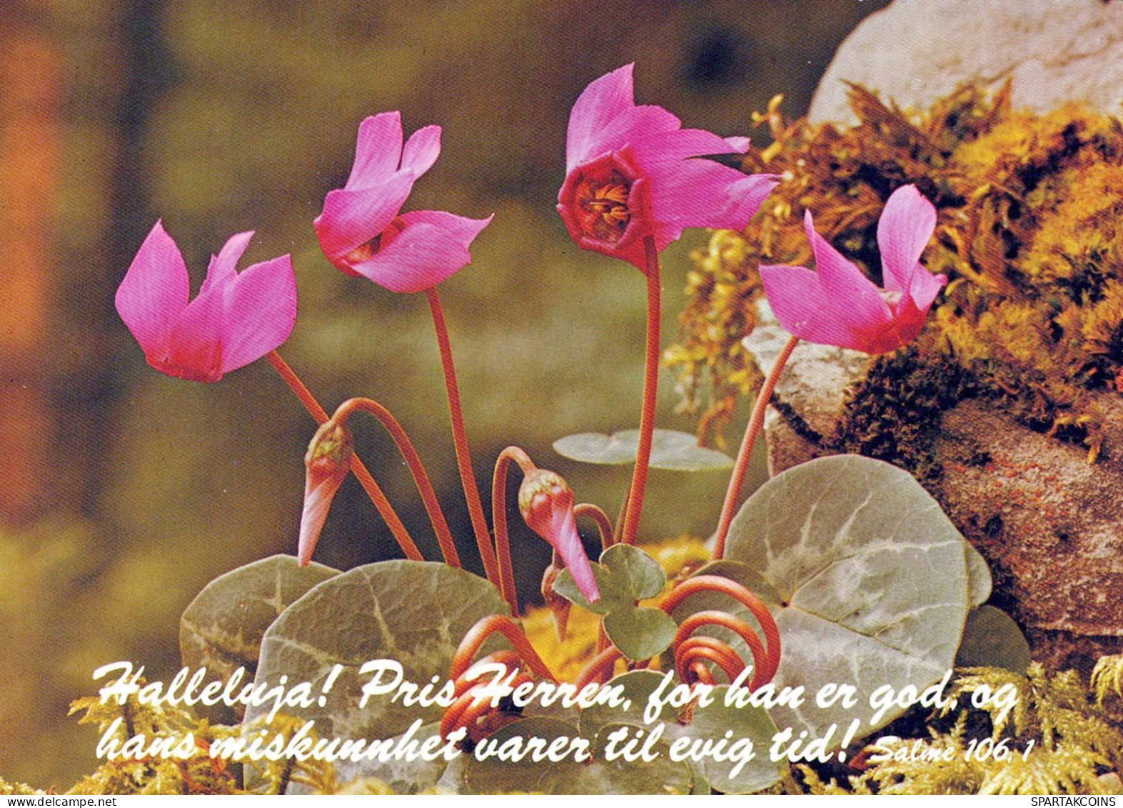 FLOWERS Vintage Postcard CPSM #PBZ018.GB - Fleurs