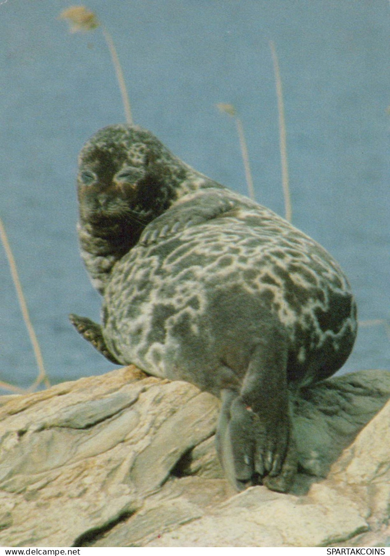 SEAL Animals Vintage Postcard CPSM #PBS650.GB - Other & Unclassified