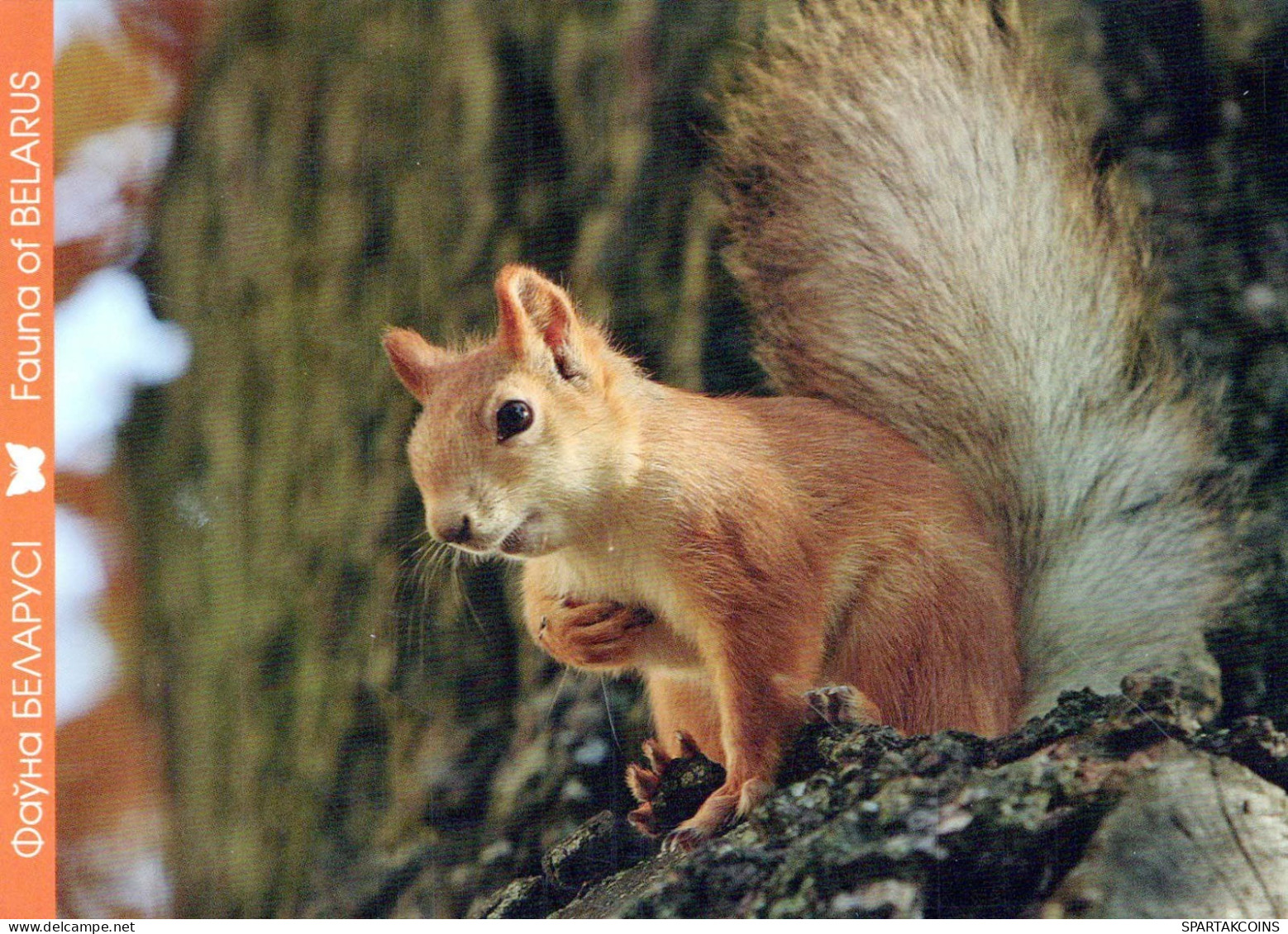 SQUIRREL Animals Vintage Postcard CPSM #PBS722.GB - Sonstige & Ohne Zuordnung