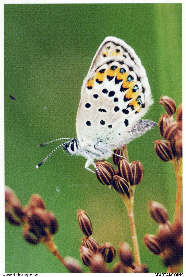 BUTTERFLIES Animals Vintage Postcard CPSM #PBS467.GB - Papillons