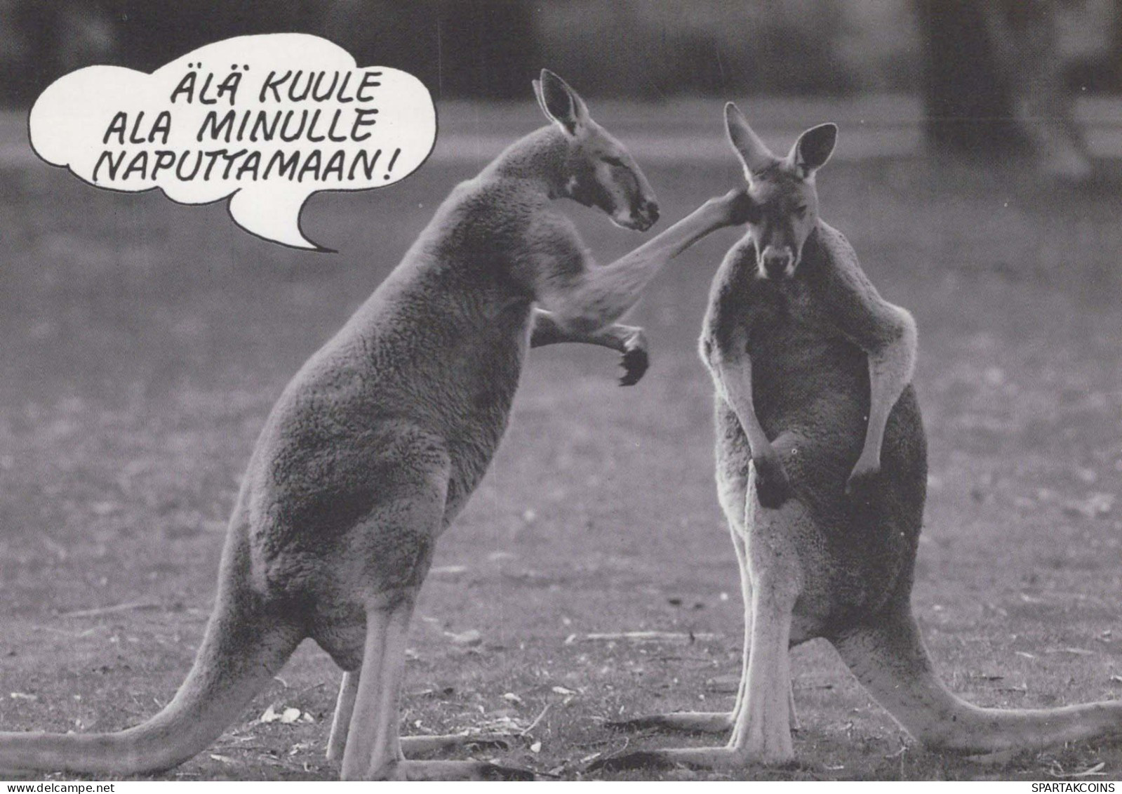 KANGAROO Animals Vintage Postcard CPSM #PBS929.GB - Sonstige & Ohne Zuordnung