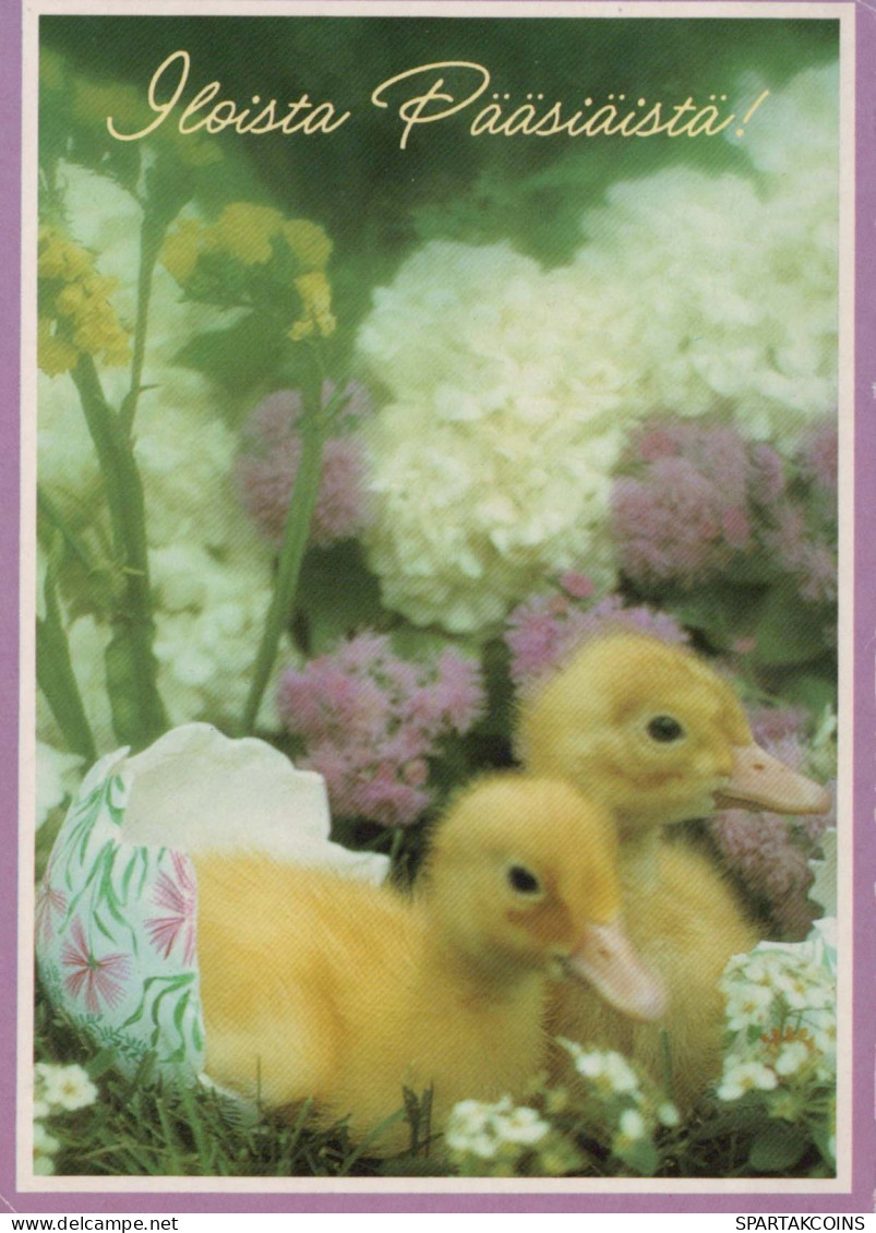 EASTER CHICKEN Vintage Postcard CPSM #PBO977.GB - Easter