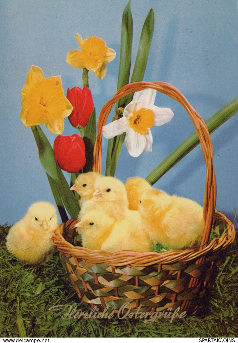 EASTER CHICKEN EGG Vintage Postcard CPSM #PBO853.GB - Easter