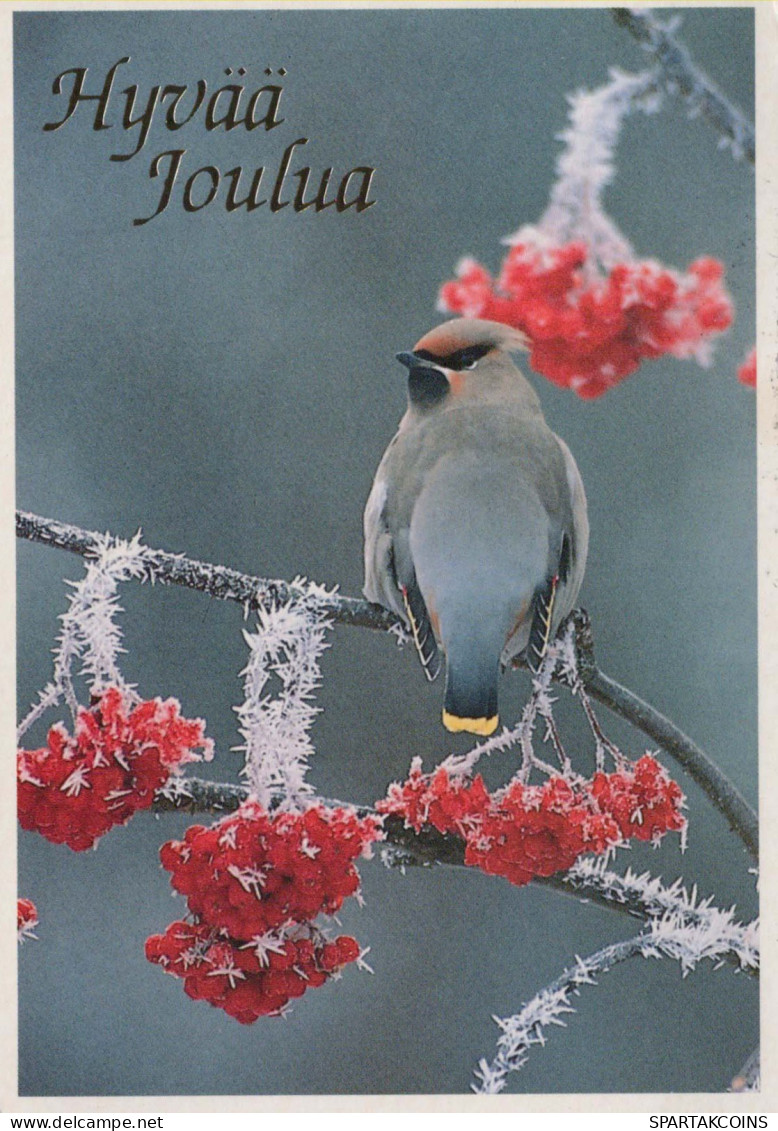 Happy New Year Christmas BIRD Vintage Postcard CPSM #PAW416.GB - Anno Nuovo