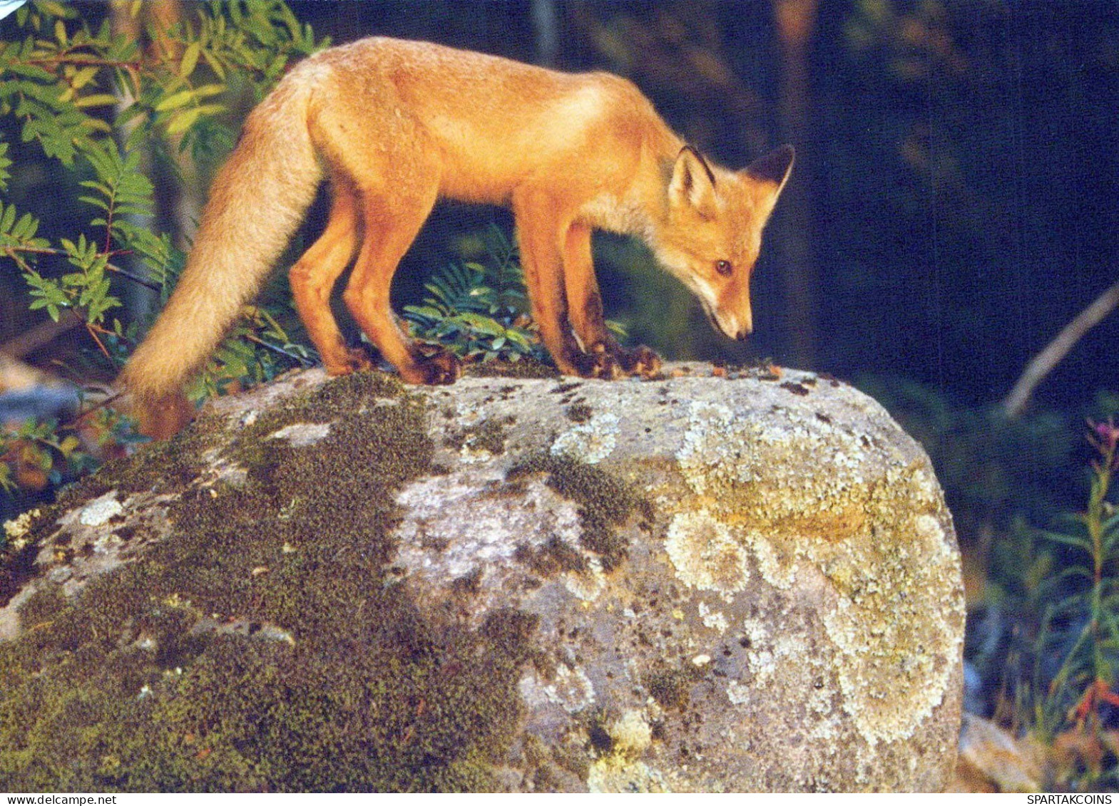 FOX Animale Vintage Cartolina CPSM #PBS796.IT - Sonstige & Ohne Zuordnung