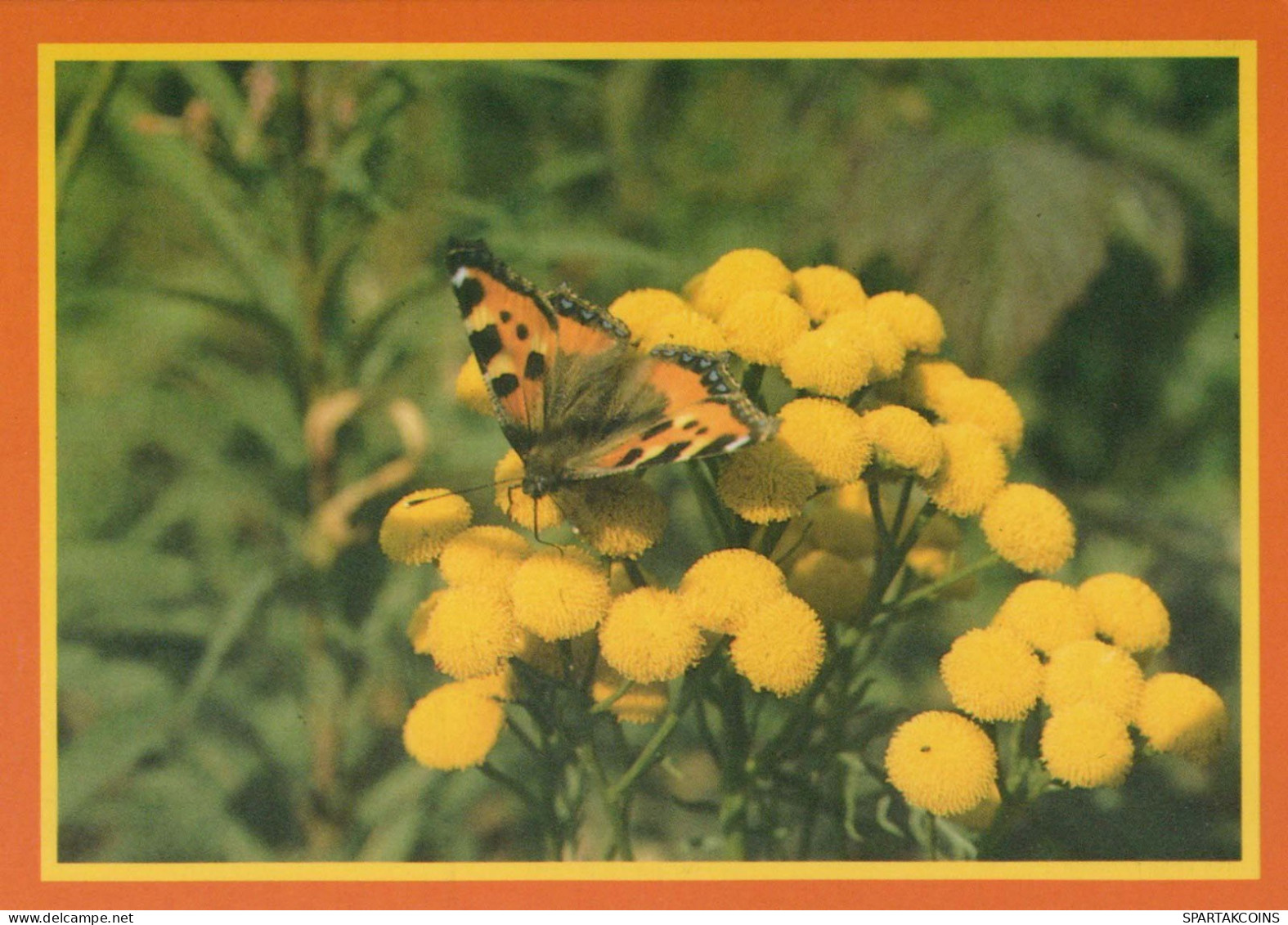 FARFALLA Animale Vintage Cartolina CPSM #PBS471.IT - Butterflies