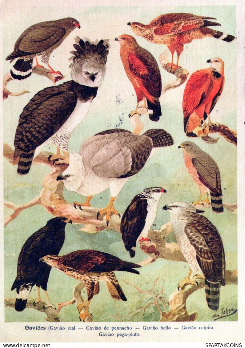UCCELLO Animale Vintage Cartolina CPSM #PBR553.IT - Vogels
