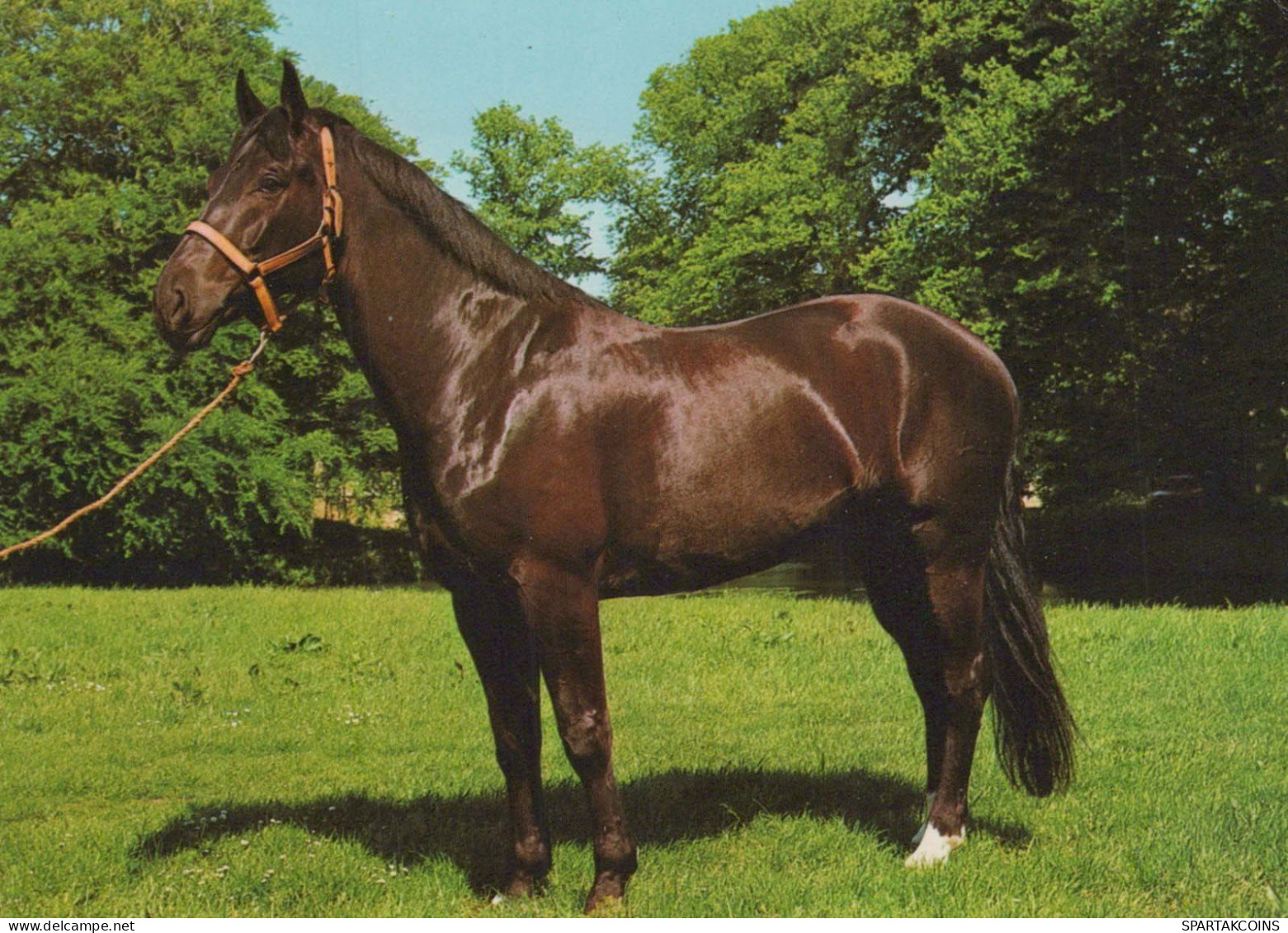 CAVALLO Animale Vintage Cartolina CPSM #PBR877.IT - Horses