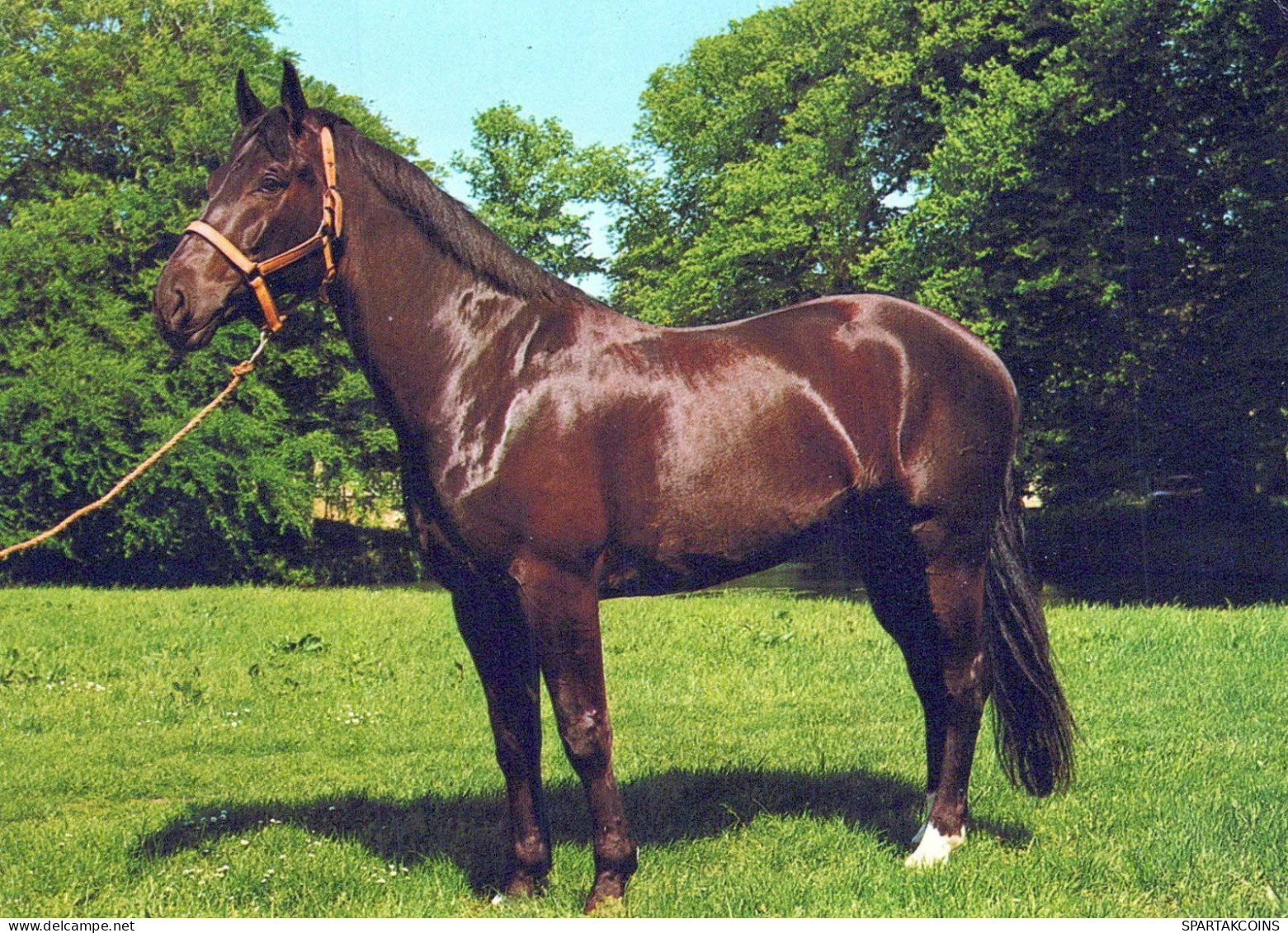CAVALLO Animale Vintage Cartolina CPSM #PBR877.IT - Horses