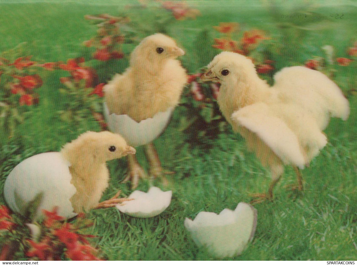 UCCELLO Animale Vintage Cartolina CPSM #PBR618.IT - Oiseaux