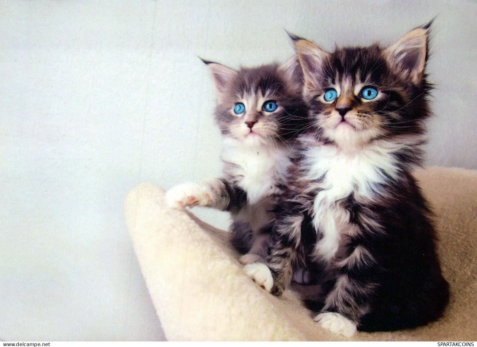 GATTO KITTY Animale Vintage Cartolina CPSM #PBQ963.IT - Cats